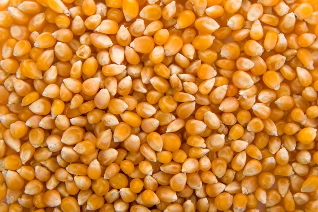 corn-of-popcorn